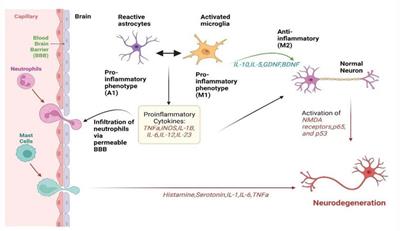 The role of neuroinflammation in neurodegenerative diseases: current understanding and future therapeutic targets
